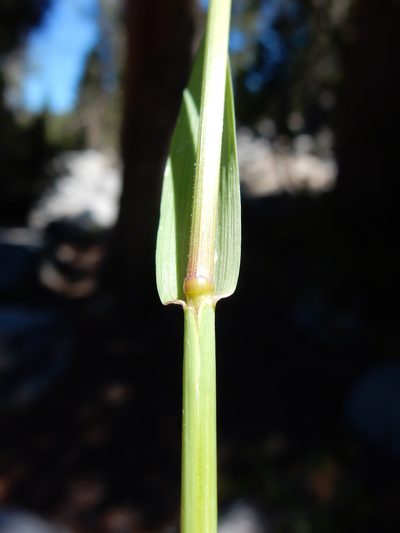 Bromus pumpellianus