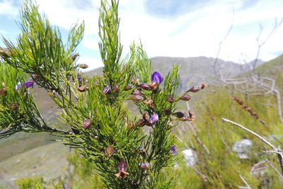 Psoralea laevigata, photographed by jillblignaut