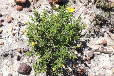 Argyrolobium pachyphyllum, photographed by jillblignaut