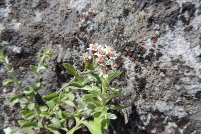 Langebergia canescens, photographed by jillblignaut