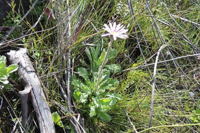 Mairia purpurata, photographed by jillblignaut