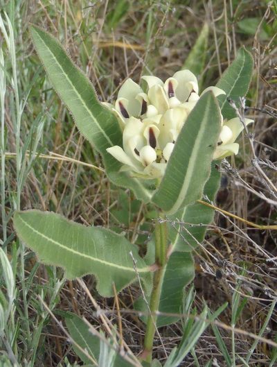 Pachycarpus schinzianus, photographed by Nicola van Berkel