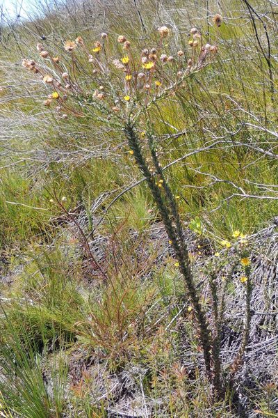 Ursinia serrata, photographed by jillblignaut