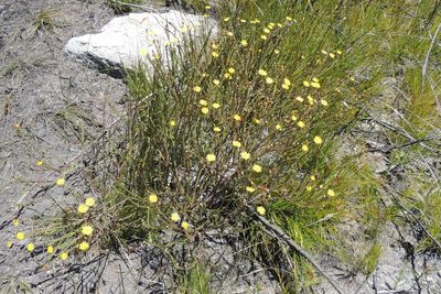Ursinia trifida, photographed by jillblignaut