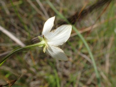Parnassia glauca, photographed by Mary Krieger