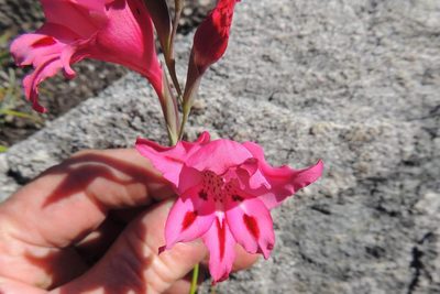 Gladiolus crispulatus, photographed by jillblignaut