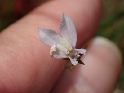 Lobelia kalmii