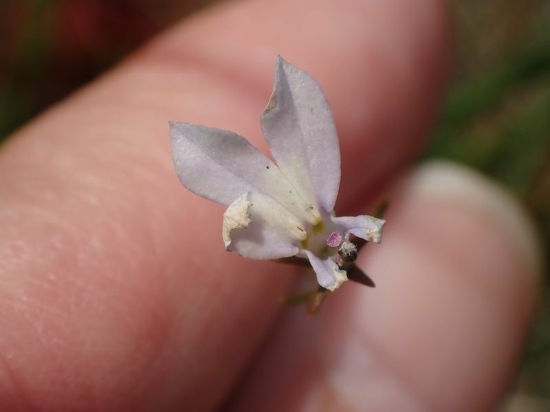 Lobelia kalmii, photographed by Mary Krieger