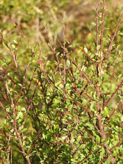 Flueggea tinctoria, photographed by Duarte Frade