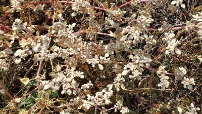 Tidestromia lanuginosa, photographed by Craig Martin