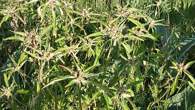 Euphorbia davidii, photographed by Craig Martin