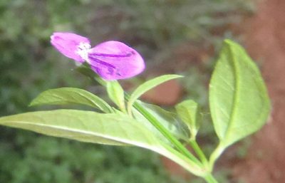 Dicliptera eenii, photographed by Nicola van Berkel