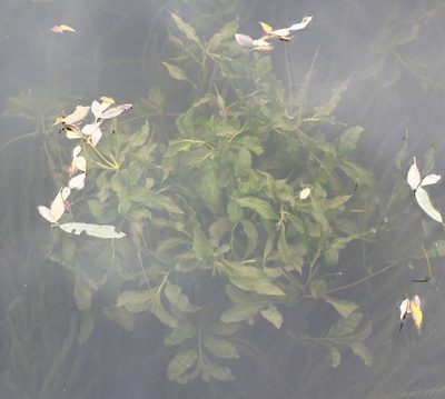 Potamogeton lucens, photographed by Daria