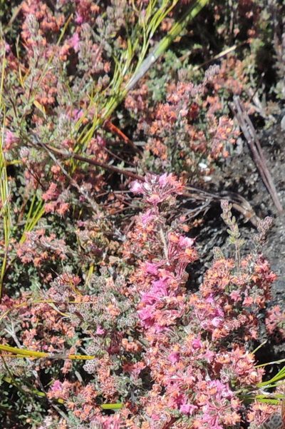 Erica atropurpurea, photographed by jillblignaut