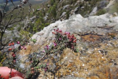 Erica atropurpurea, photographed by jillblignaut
