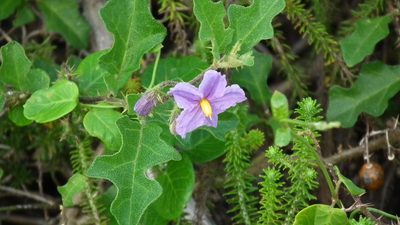 Solanum rubetorum, photographed by Shaun Swanepoel