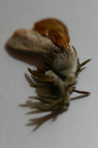Aspalathus cliffortioides, photographed by jillblignaut