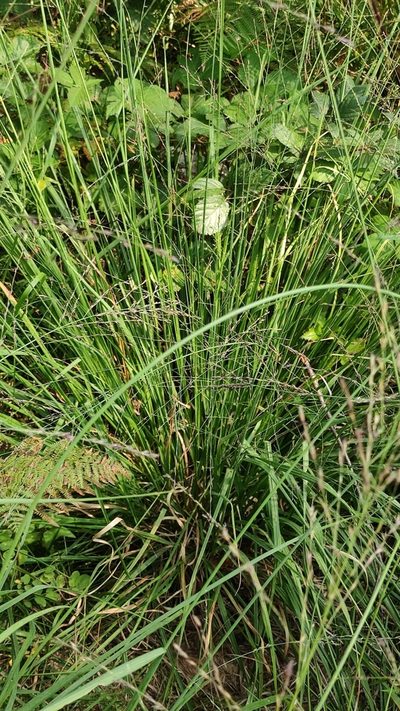 Molinia arundinacea, photographed by Andrea Mologni