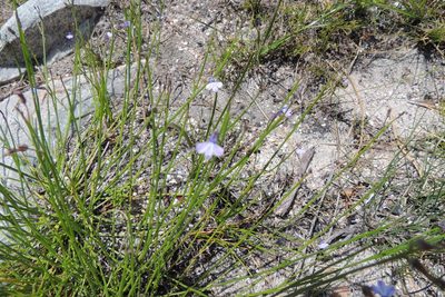 Lobelia capillifolia, photographed by jillblignaut