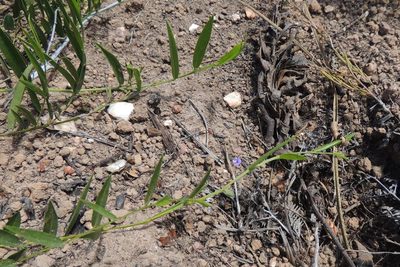 Psoralea monophylla, photographed by jillblignaut