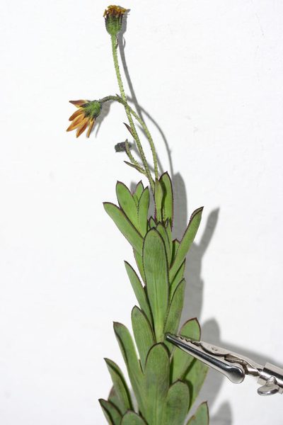 Osteospermum burttianum, photographed by jillblignaut