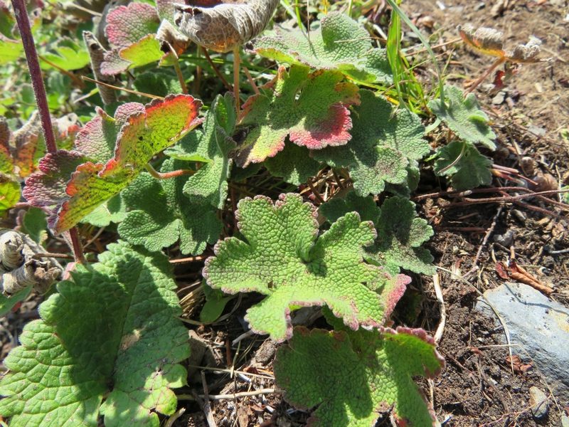 Geranium renardii, photographed by Марина