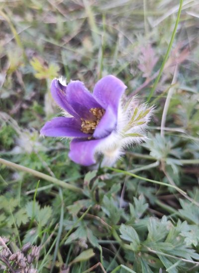 Pulsatilla ambigua, photographed by Юлия