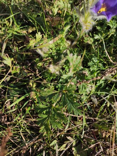 Pulsatilla ambigua, photographed by Юлия