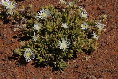 Drosanthemum eburneum, photographed by Tony Rebelo