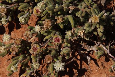 Drosanthemum eburneum, photographed by Tony Rebelo