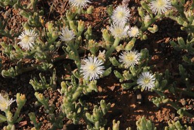 Mesembryanthemum longipapillosum, photographed by Tony Rebelo