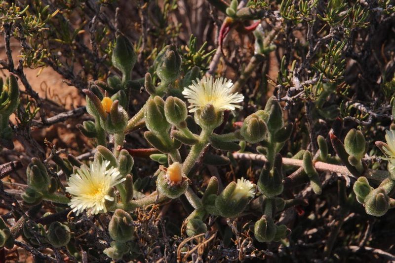 Mesembryanthemum nitidum, photographed by Tony Rebelo