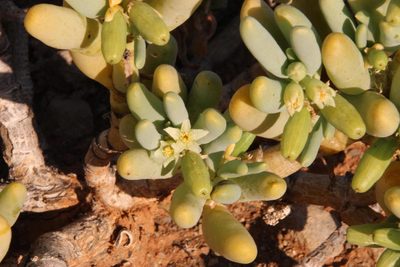 Zygophyllum augea, photographed by Tony Rebelo