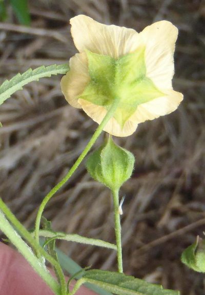 Sida lancifolia, photographed by Nicola van Berkel