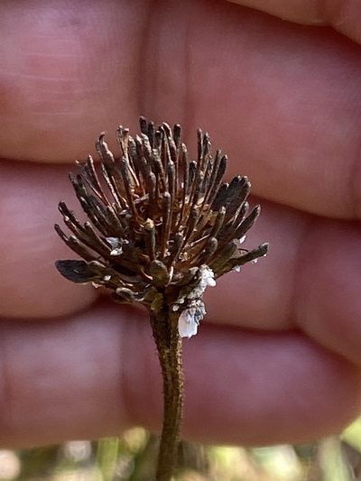 Marshallia legrandii, photographed by Carol Ann McCormick