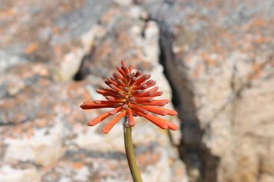 Kniphofia coddiana, photographed by Brian du Preez