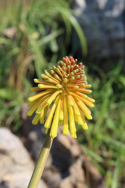 Kniphofia coddiana, photographed by Brian du Preez