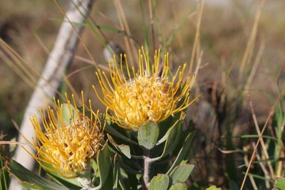 Leucospermum innovans, photographed by Brian du Preez