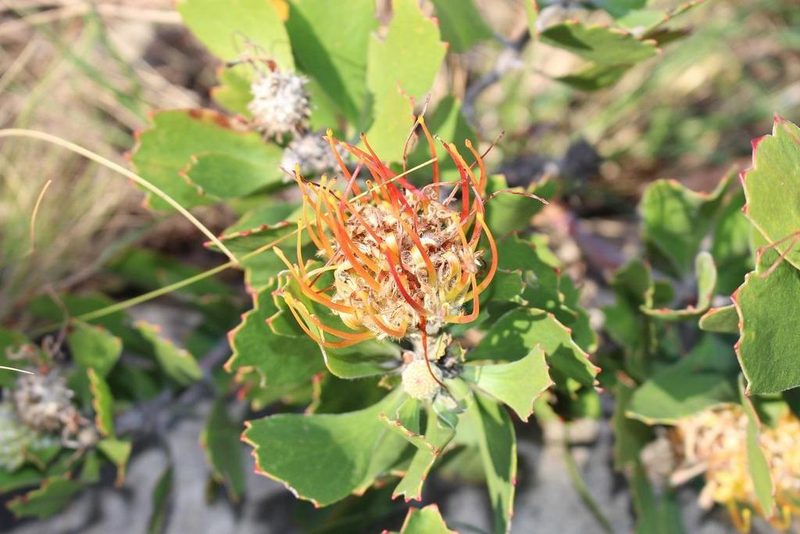 Leucospermum innovans, photographed by Brian du Preez