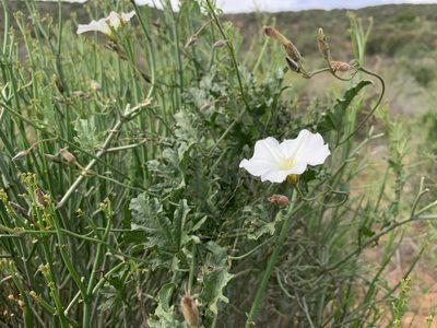 Convolvulus capensis, photographed by Dave Richardson