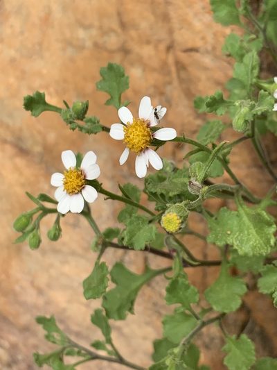 Senecio tortuosus, photographed by Dave Richardson