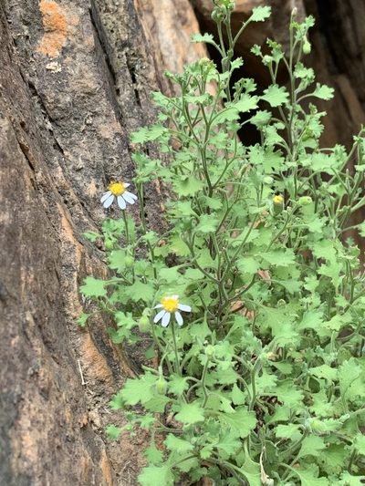 Senecio tortuosus, photographed by Dave Richardson