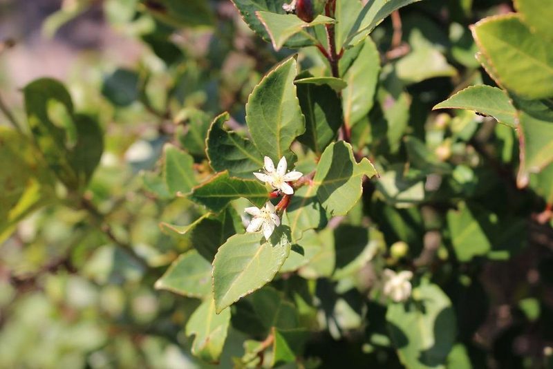 Pseudoscolopia polyantha, photographed by Brian du Preez