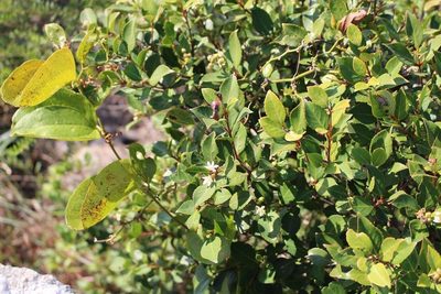 Pseudoscolopia polyantha, photographed by Brian du Preez