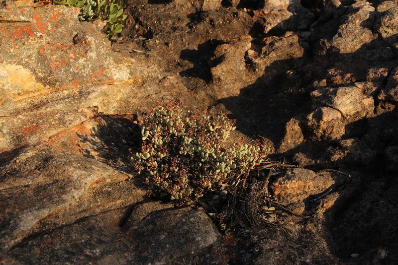Oscularia lunata, photographed by Tony Rebelo