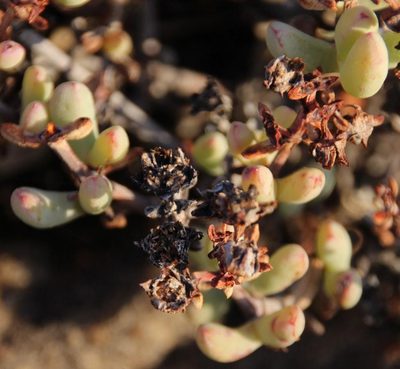 Oscularia lunata, photographed by Tony Rebelo
