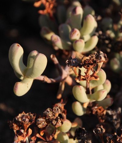 Oscularia lunata, photographed by Tony Rebelo