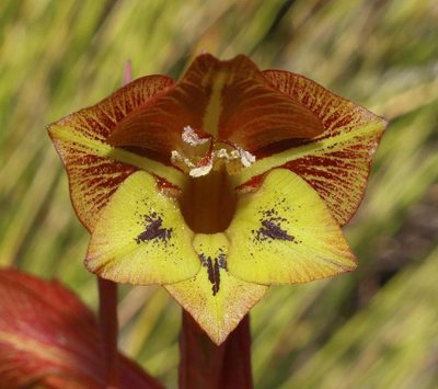 Gladiolus fourcadei, photographed by Brian du Preez