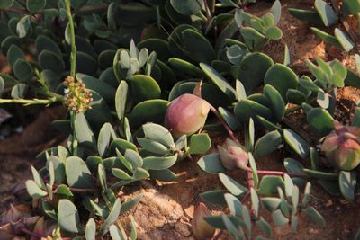 Roepera sessilifolia, photographed by Tony Rebelo