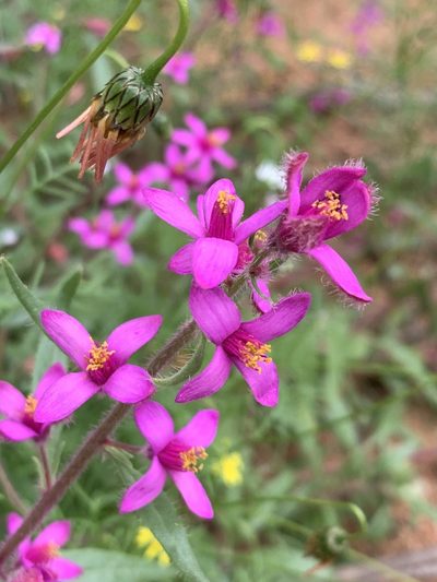 Tetragonia rosea, photographed by Dave Richardson